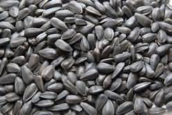 Sunflower seeds