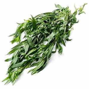Tarragon, fresh