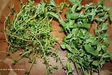 Thyme, fresh