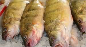 Trout, rainbow, baked, flesh only, fillets weighed with bones and skin