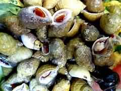 Whelks, boiled, weighed with shells