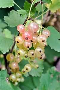 Whitecurrants, raw