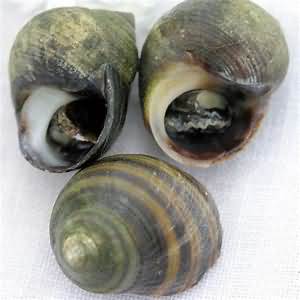 Winkles, boiled, weighed with shells
