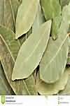 Bay leaf, dried