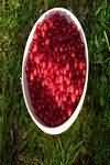 Blackcurrants, stewed with sugar