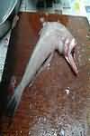 Bombay duck