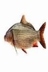 Carp, raw