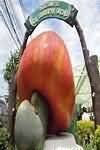 Cashew fruit, flesh only