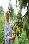 Chestnuts, kernel only, raw