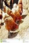 Chicken, corn-fed, raw, light meat only