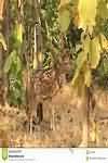Chital, raw