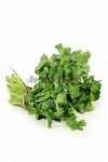 Coriander leaves, fresh