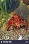 Crayfish, raw