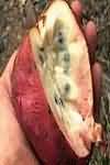 Custard apple Bullock's heart, flesh only