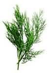 Dill, fresh