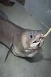 Eel, conger, flesh only, raw