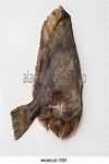 Flounder, raw