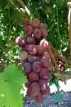 Grapes, average, weighed with pips