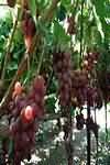 Grapes, average