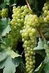 Grapes, green