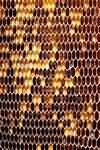 Honey and comb
