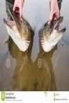 Jackfish, raw