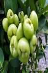 Jambu fruit, flesh only