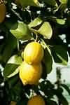 Lemons, whole, without pips