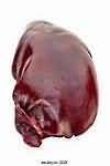 Liver, pig, raw