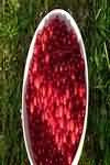 Loganberries, stewed with sugar