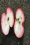 Mammie apple, flesh only