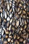 Melon seeds