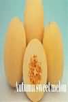 Melon, Canteloupe-type, flesh only, weighed with skin