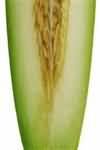 Melon, Honeydew, flesh only, weighed whole