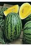 Melon, yellow flesh, flesh only