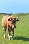 Milk, Channel islands, whole, summer