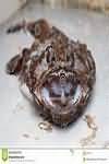 Monkfish, flesh only, raw