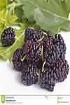 Mulberries, whole fruit, raw