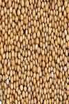 Mustard seeds