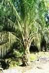 Oil, palm