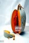 Oranges, flesh only
