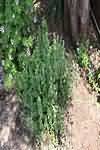 Oregano, fresh