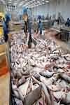 Pangasius, flesh only, poached