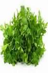 Parsley, fresh