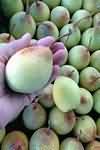 Plums, average, raw, flesh and skin