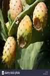 Prickly pears, flesh and seeds