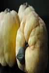 Quinces, flesh only