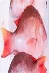 Red snapper, flesh only, fried in sunflower oil