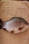 Rohu, raw