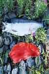 Salmon, wild, flesh only, raw